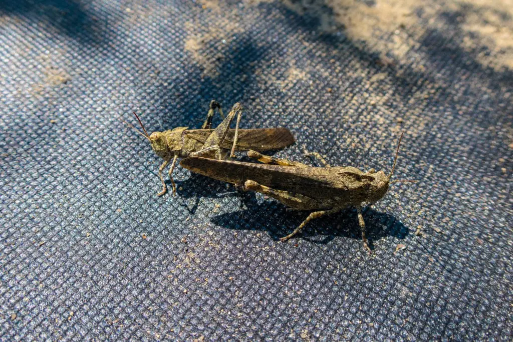 štetočine8 | Moje Dvorište Štetočine na zemlјi | Moje Dvorište