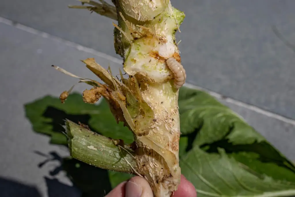 štetočine9 | Moje Dvorište | Moje Dvorište