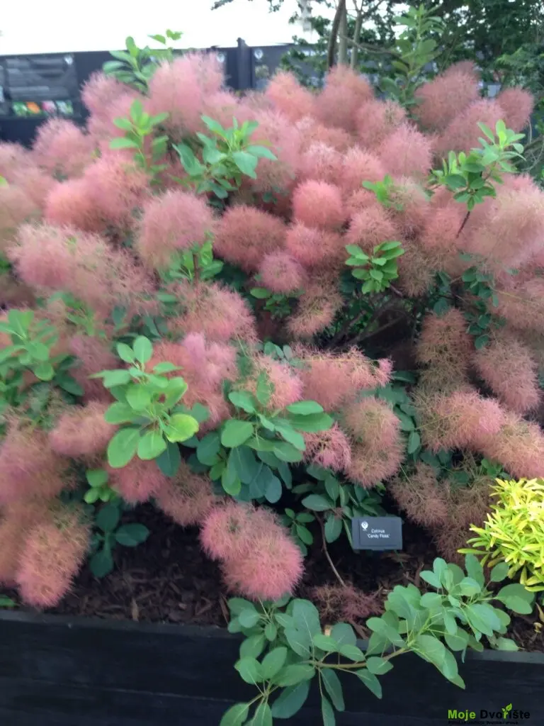 Cotinus 'Candy Floss' | Moje Dvorište Cotinus | Moje Dvorište'Candy Floss' - Dimno Drvo