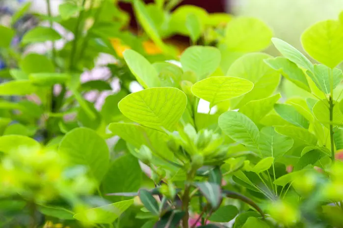 Cotinus coggigria 'Golden Spirit' | Moje Dvorište Dimno Drvo | Moje Dvorište