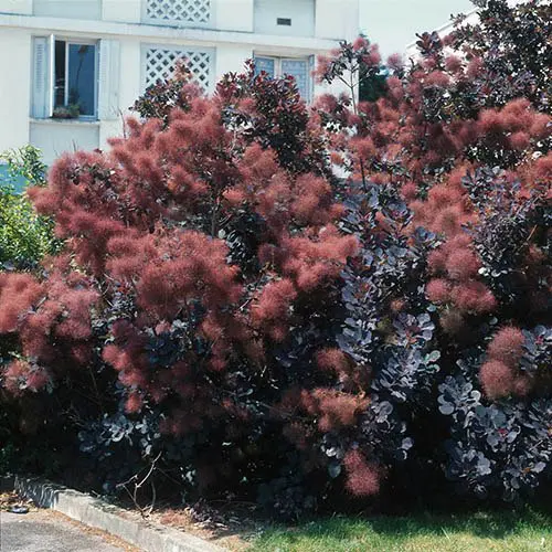 Cotinus coggigria 'Royal Purple' | Moje Dvorište Cotinus coggygria | Moje Dvorište'Royal Purple' - Dimno Drvo