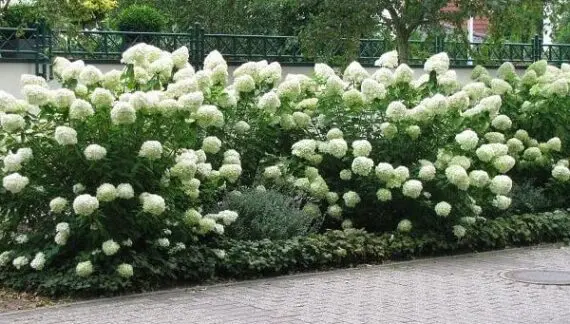 Krupnocvetna Drvenasta Hortenzija