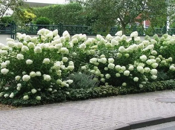 Hidrangea paniculata 'Grandiflora' | Moje Dvorište Krupnocvetna Drvenasta Hortenzija | Moje Dvorište