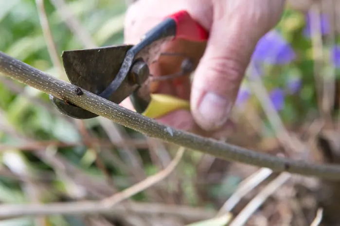 Razmnožavanje Cotinus coggigria | Moje Dvorište Razmnožavanje Cotinus coggigria | Moje Dvorište