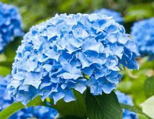 hortenzija | Moje Dvorište Hortenzija | Moje Dvorište