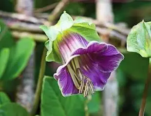 april6 | Moje Dvorište Cobaea scandens | Moje Dvorište