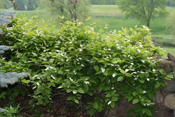 Kivi | Moje Dvorište Kivi | Moje Dvorište