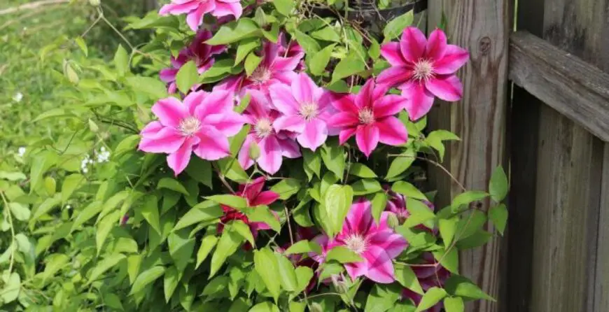 Klematis | Moje Dvorište Višegodišnje penjačice: Klematis | Moje Dvorište