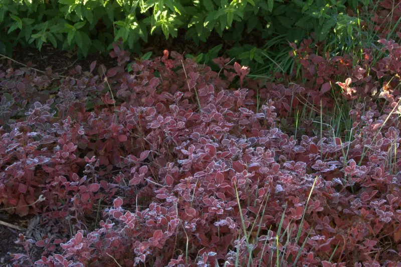 ceratostigma_plumbaginoides | Moje Dvorište plumbago | Moje Dvorište