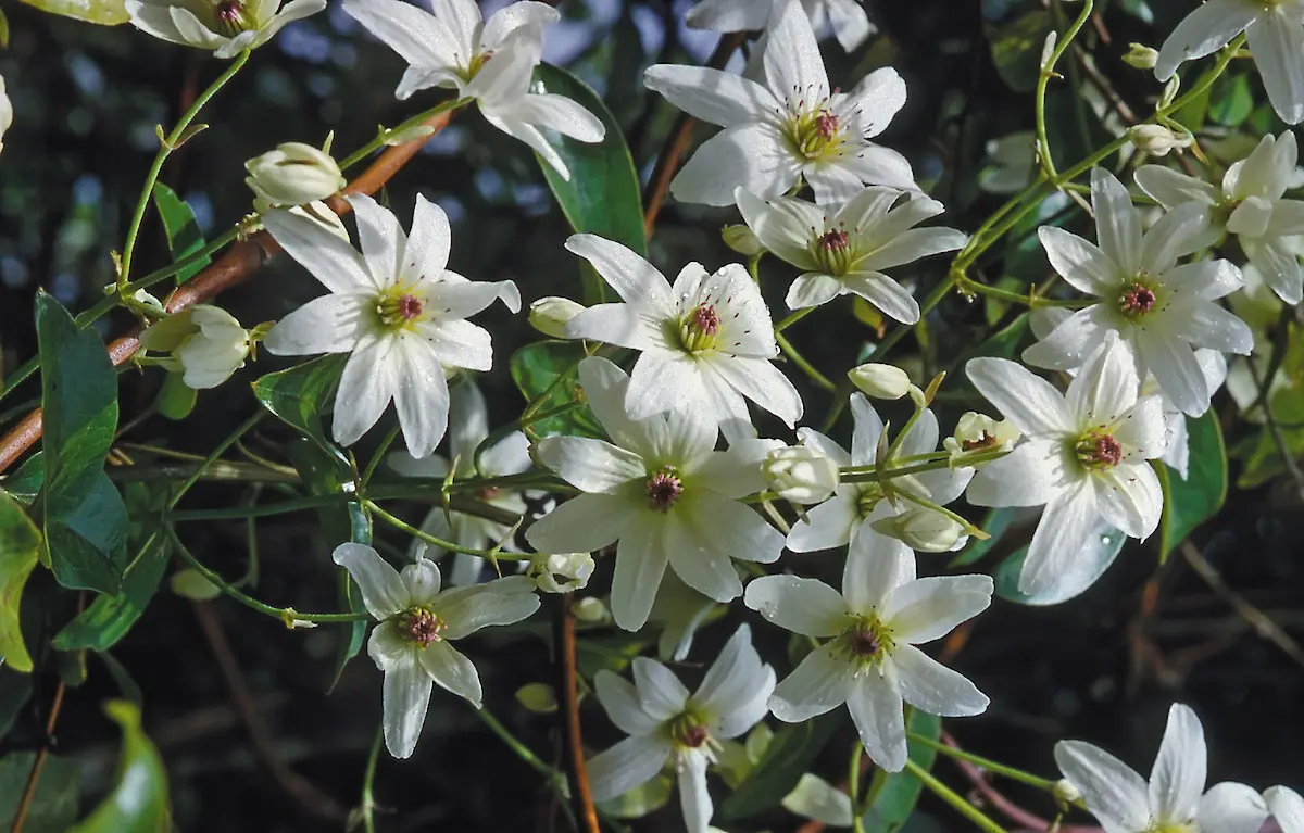 Clematis paniculata | Moje Dvorište Clematis paniculata | Moje Dvorište