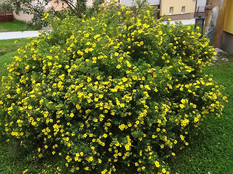 Potentilla fruticosa „Goldfinger“ | Moje Dvorište Žbunasta Potentilla - Potentilla fruticosa „Goldfinger“ | Moje Dvorište