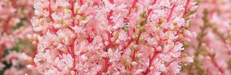 Baštenski radovi u maju | Moje Dvorište Baštenski radovi u maju | Moje Dvorište