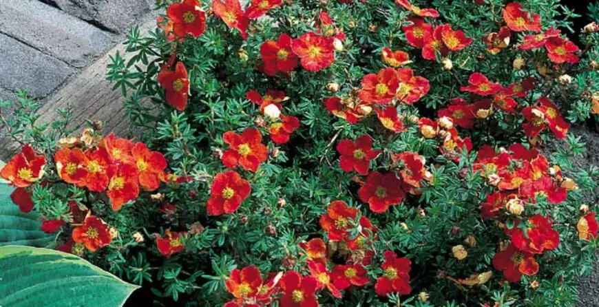 Potentilla | Moje Dvorište Žbunasta Potentilla | Moje Dvorište