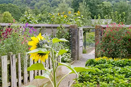 4q | Moje Dvorište Rast | Moje Dvorište