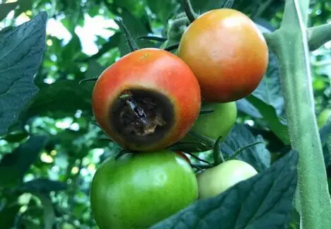 Smrdibuba i kako je se rešiti - image on http://mojedvoriste.in.rs