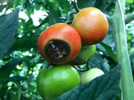 bluestim | Moje Dvorište | Moje Dvorište