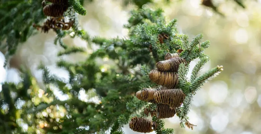 Kako gajiti četinare | Moje Dvorište Kako uzgajati četinare | Moje Dvorište