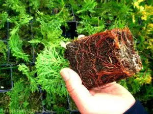 sadnica tuje | Moje Dvorište sadnica tuje | Moje Dvorište