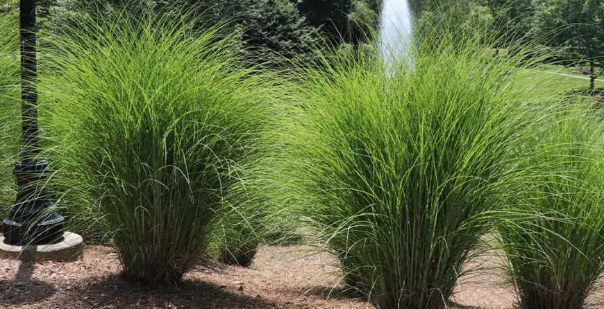 Miscanthus Gracillimus | Moje Dvorište Kineski šaš - Miscanthus Gracillimus | Moje Dvorište