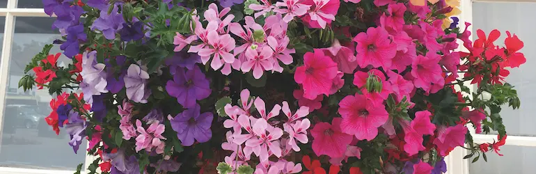 avgust | Moje Dvorište Avgust | Moje Dvorište