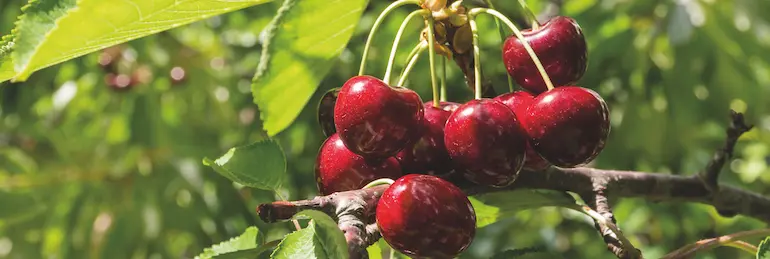 avgust4 | Moje Dvorište Baštenski radovi u avgustu | Moje Dvorište