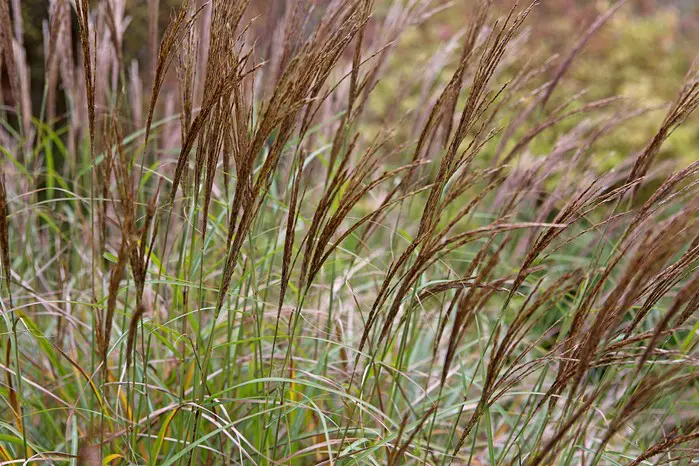 Kako uzgajati miscanthus – Miscanthus sinensis 'Flamingo' | Moje Dvorište Kako uzgajati Kineski šaš – Miscanthus sinensis | Moje Dvorište'Flamingo'