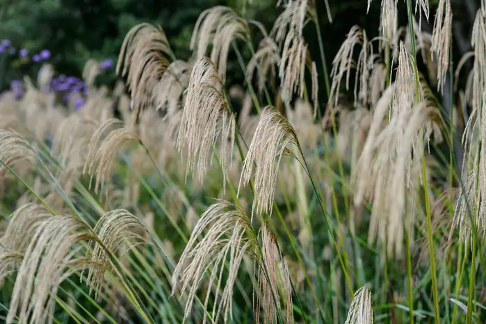 Kako uzgajati miscanthus – Miscanthus nepalensis | Moje Dvorište Kako uzgajati miscanthus – Miscanthus nepalensis | Moje Dvorište