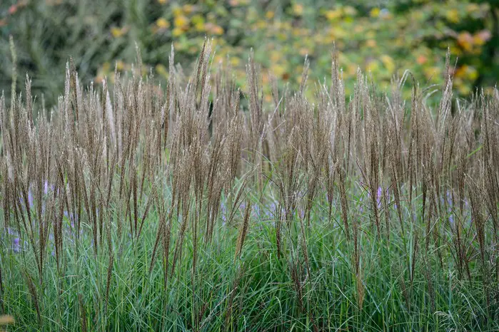 Kako uzgajati miscanthus – Miscanthus sinensis 'Kleine Silberspinne' | Moje Dvorište Kako Uzgajati Kineski Šaš – Miscanthus sinensis | Moje Dvorište'Kleine Silberspinne'
