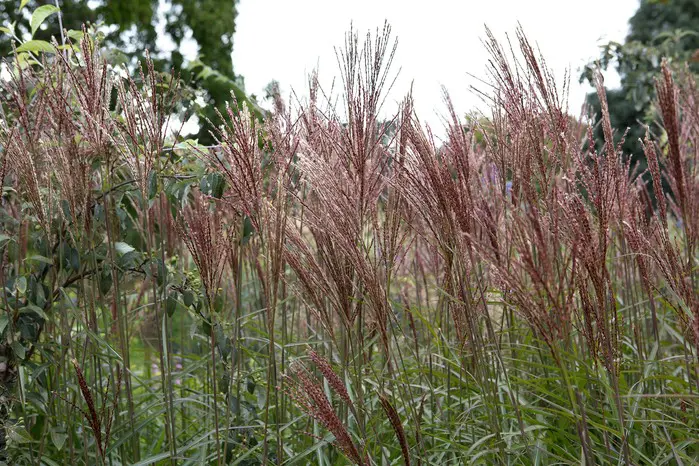 Kako uzgajati miscanthus – Miscanthus 'Dronning Ingrid' | Moje Dvorište Kako Uzgajati Kineski Šaš – Miscanthus | Moje Dvorište'Dronning Ingrid'