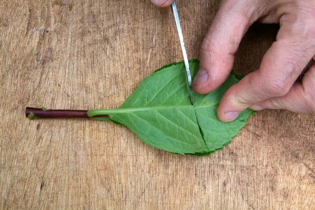 Kako uzeti reznice mekog drveta4 | Moje Dvorište Smanjenje listove na pola | Moje Dvorište