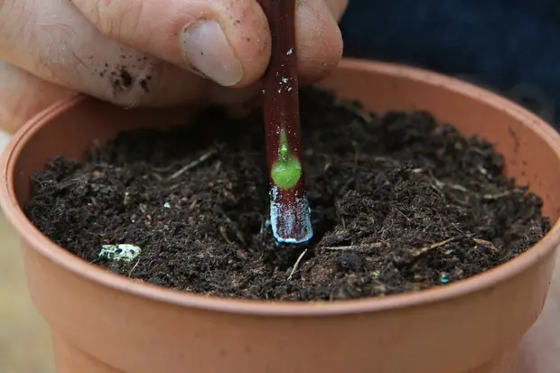 Kako uzeti reznice mekog drveta6 | Moje Dvorište Ubacivanje reznice u kompost/treset | Moje Dvorište