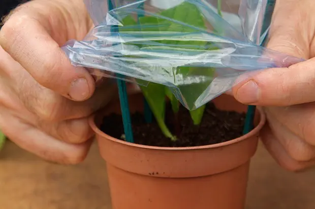 Kako uzeti reznice mekog drveta7 | Moje Dvorište Pokrivanje reznice plastičnom kesom | Moje Dvorište