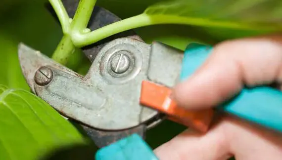 Kako posaditi kontejnersku biljku - image on http://mojedvoriste.in.rs