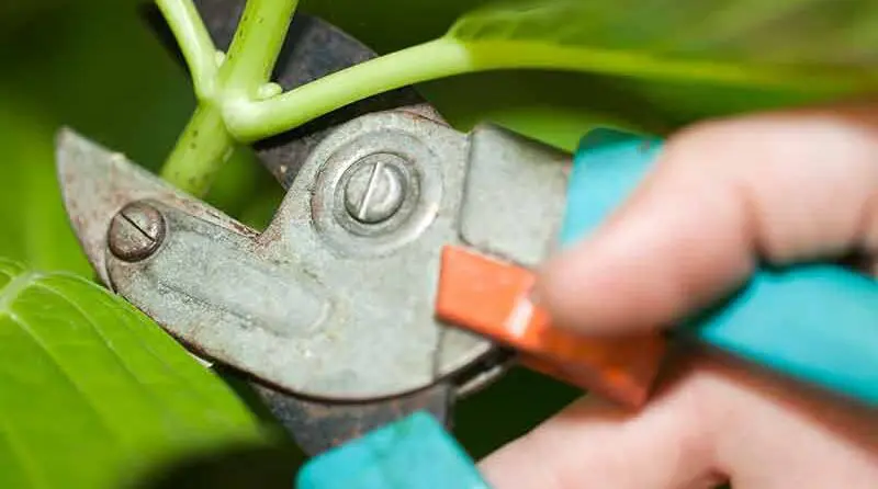 cutting-stems | Moje Dvorište | Moje Dvorište