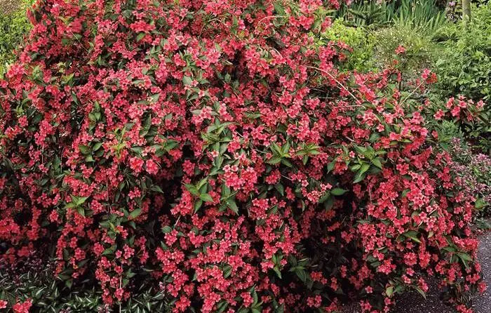 vajgela | Moje Dvorište Weigela uzgoj | Moje Dvorište