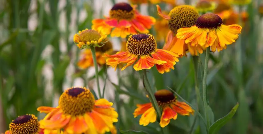 helenium1 | Moje Dvorište Kako uzgajati heleniume | Moje Dvorište