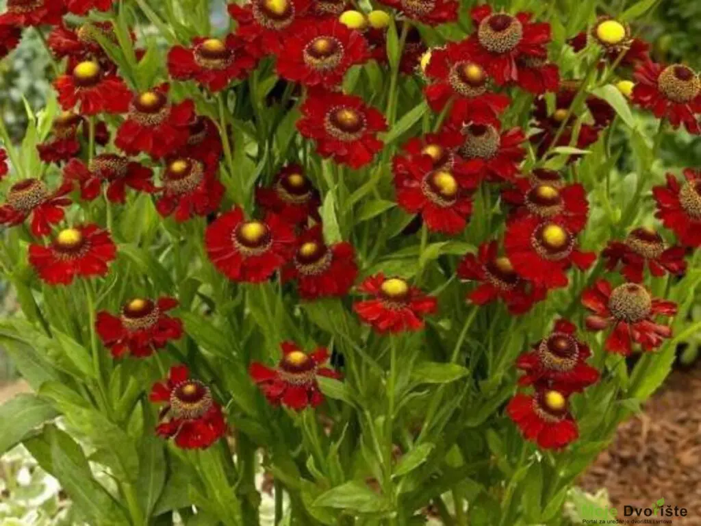 helenium12 | Moje Dvorište Helenium | Moje Dvorište'Ruby'