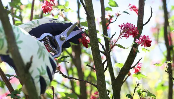 Toplotni stres biljaka - image on http://mojedvoriste.in.rs