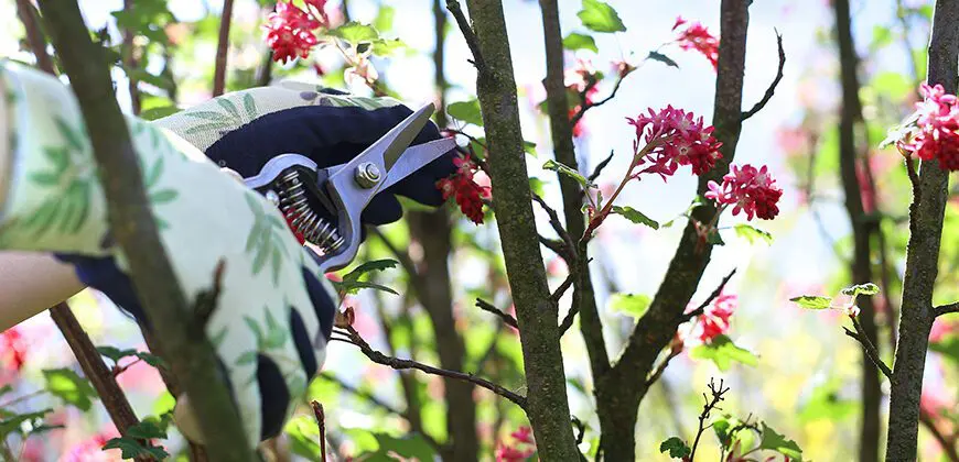 meyer-landscape-illinois-pruning-calendar-flowering-shrub | Moje Dvorište | Moje Dvorište