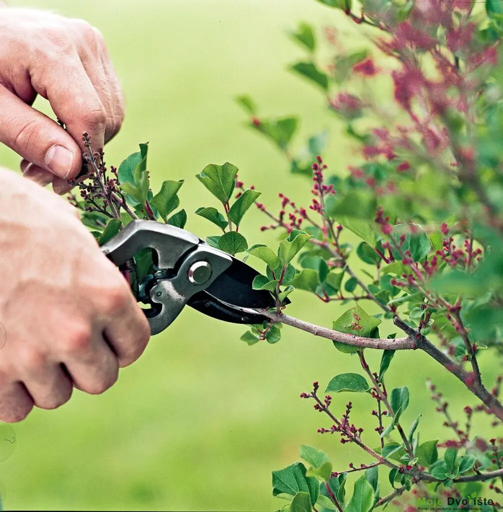 pruning-lilac-100168077-3d3f59f15d674f8ab1a8c818f9bd8d1e | Moje Dvorište Kalendar orezivanja ukrasnog žbunja | Moje Dvorište