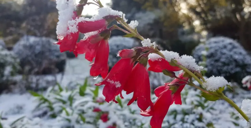 penstemon-snow-winter-garden | Moje Dvorište Baštenski radovi u decembru | Moje Dvorište