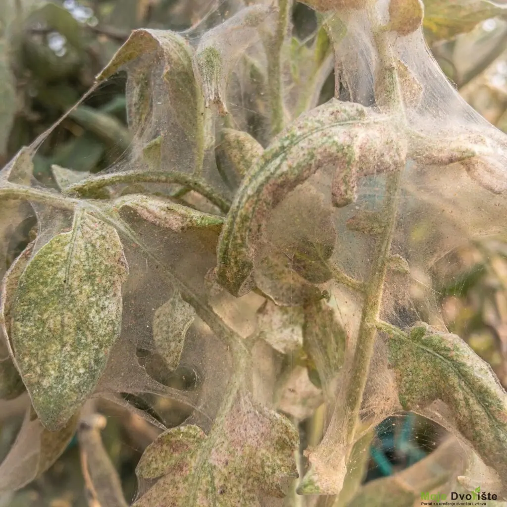 word-image-3749-9 | Moje Dvorište Paučinaste grinje | Moje Dvorište