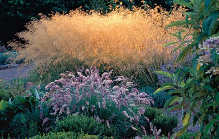 Ukrasne Trave | Moje Dvorište Ukrasne Trave | Moje Dvorište