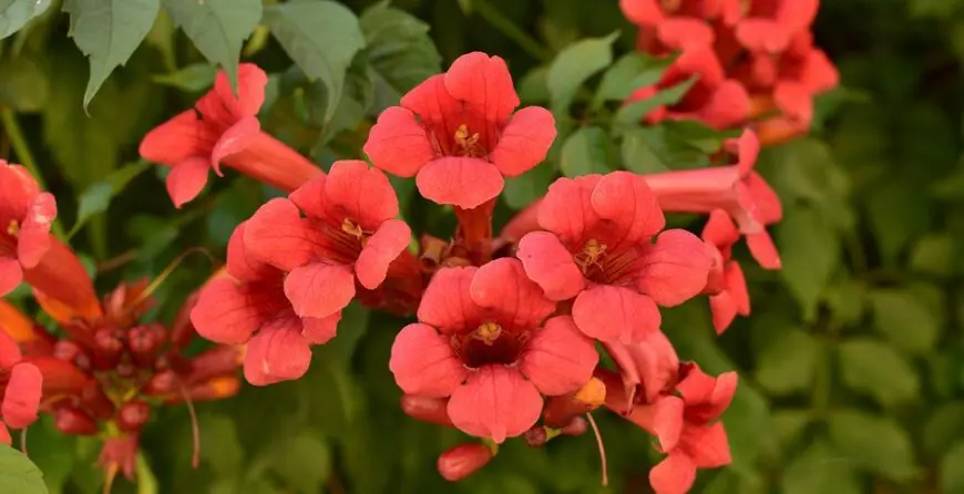 campsis-flamenko-getti-images | Moje Dvorište Kako uzgajati Tekomu (Campsis radicans) | Moje Dvorište