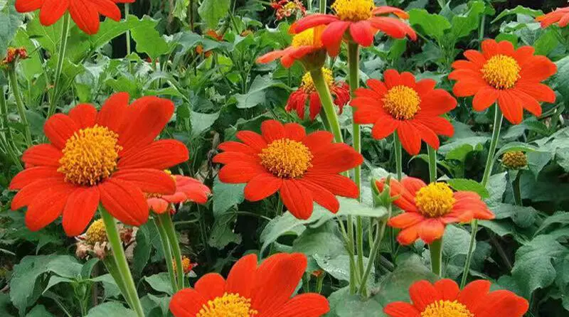 Tithonia--Mexican-Sunflower--Red-Torch-43870 | Moje Dvorište Meksički Suncokret | Moje Dvorište