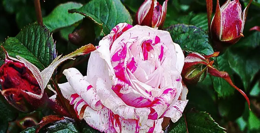 17029970 | Moje Dvorište Uzgajanje ruža | Moje Dvorište