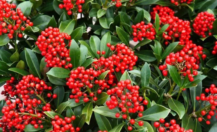 Skimija | Moje Dvorište Skimija i kako je uzgajati | Moje Dvorište