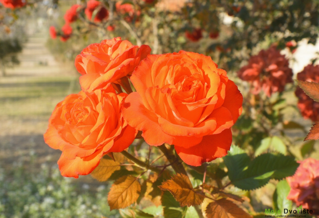 freepik__a-bouquet-of-orange-roses-with-orange-leaves-in-a-__5524 | Moje Dvorište Uzgoj ruža | Moje Dvorište