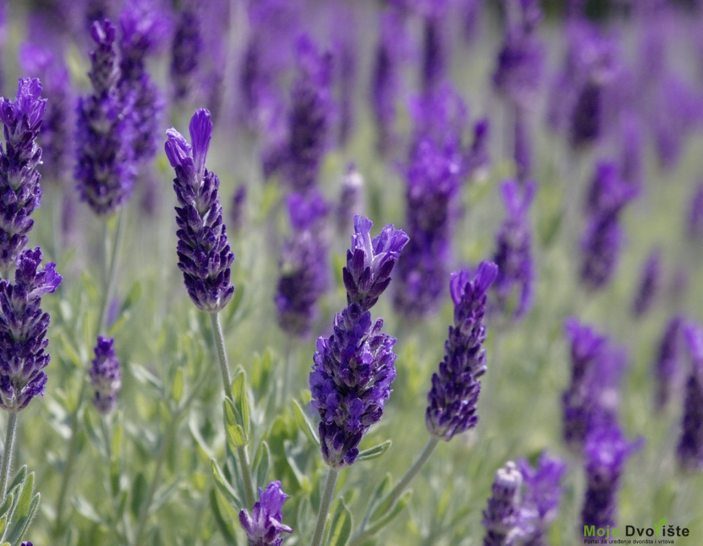 freepik__a-field-of-purple-lavender-flowers-with-green-leav__5522 | Moje Dvorište Francuska lavanda | Moje Dvorište