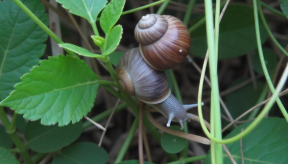 Kako se rešiti puževa